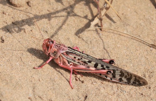 Schistocerca gregaria