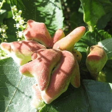 Schlechtendalia chinensis