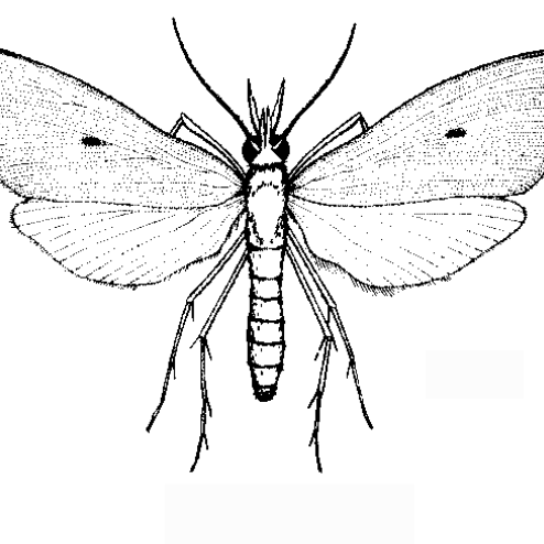 Scirpophaga incertulas