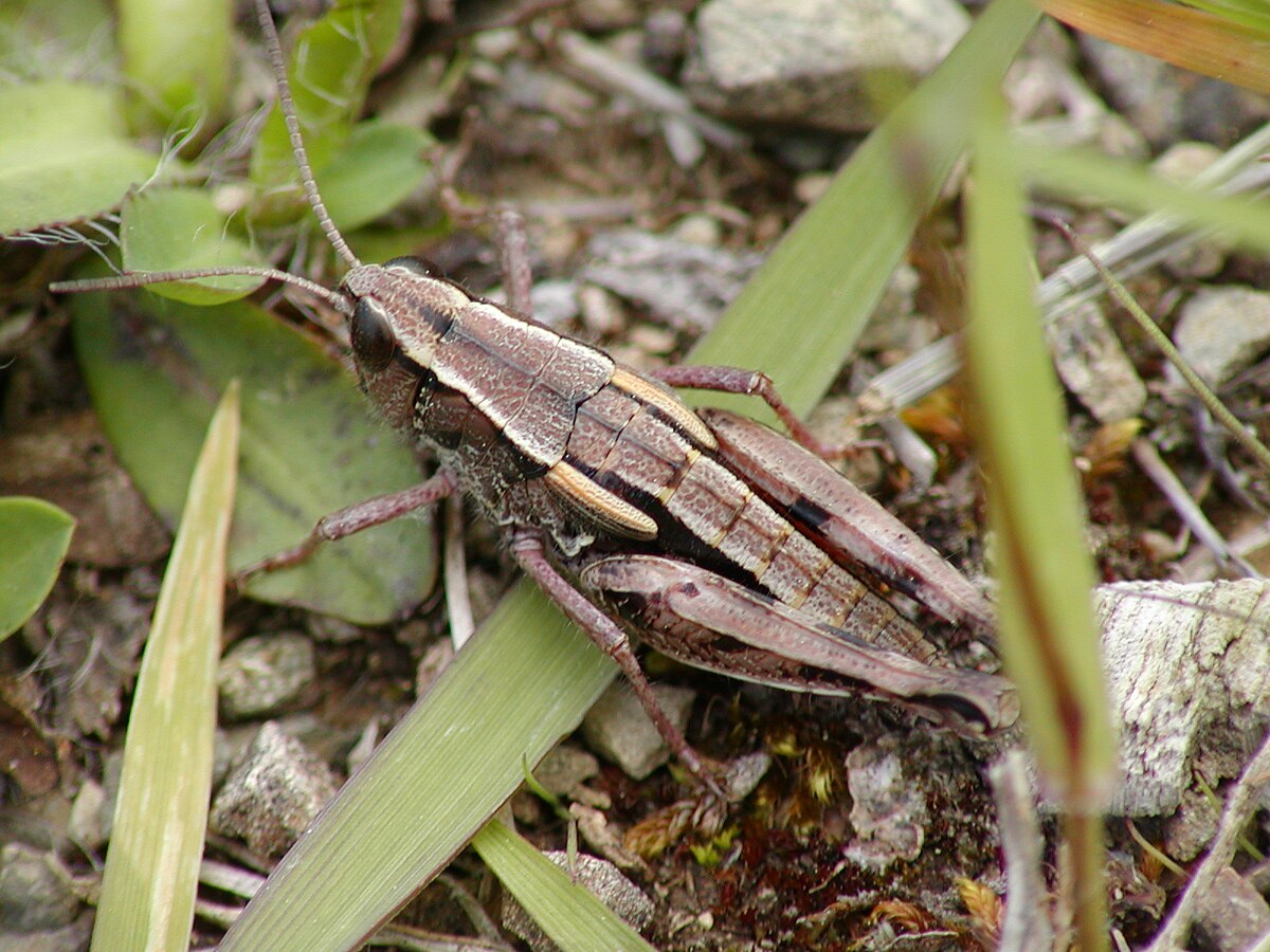 Sigaus australis