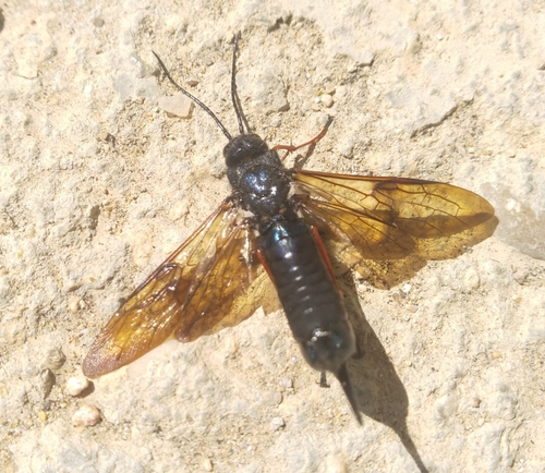 Sirex noctilio