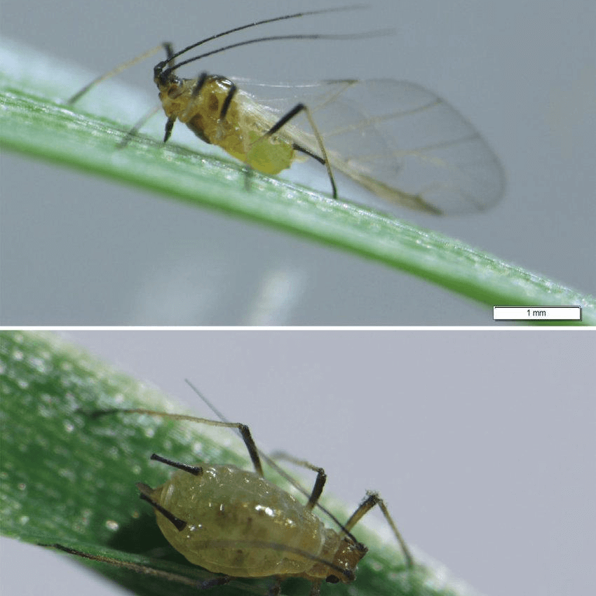 Sitobion miscanthi