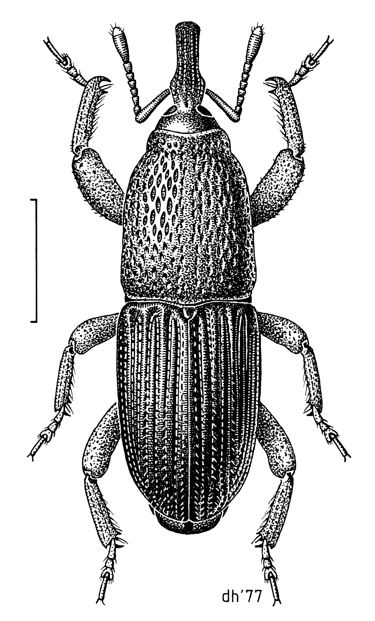 Sitophilus granarius
