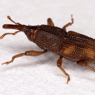 Sitophilus oryzae