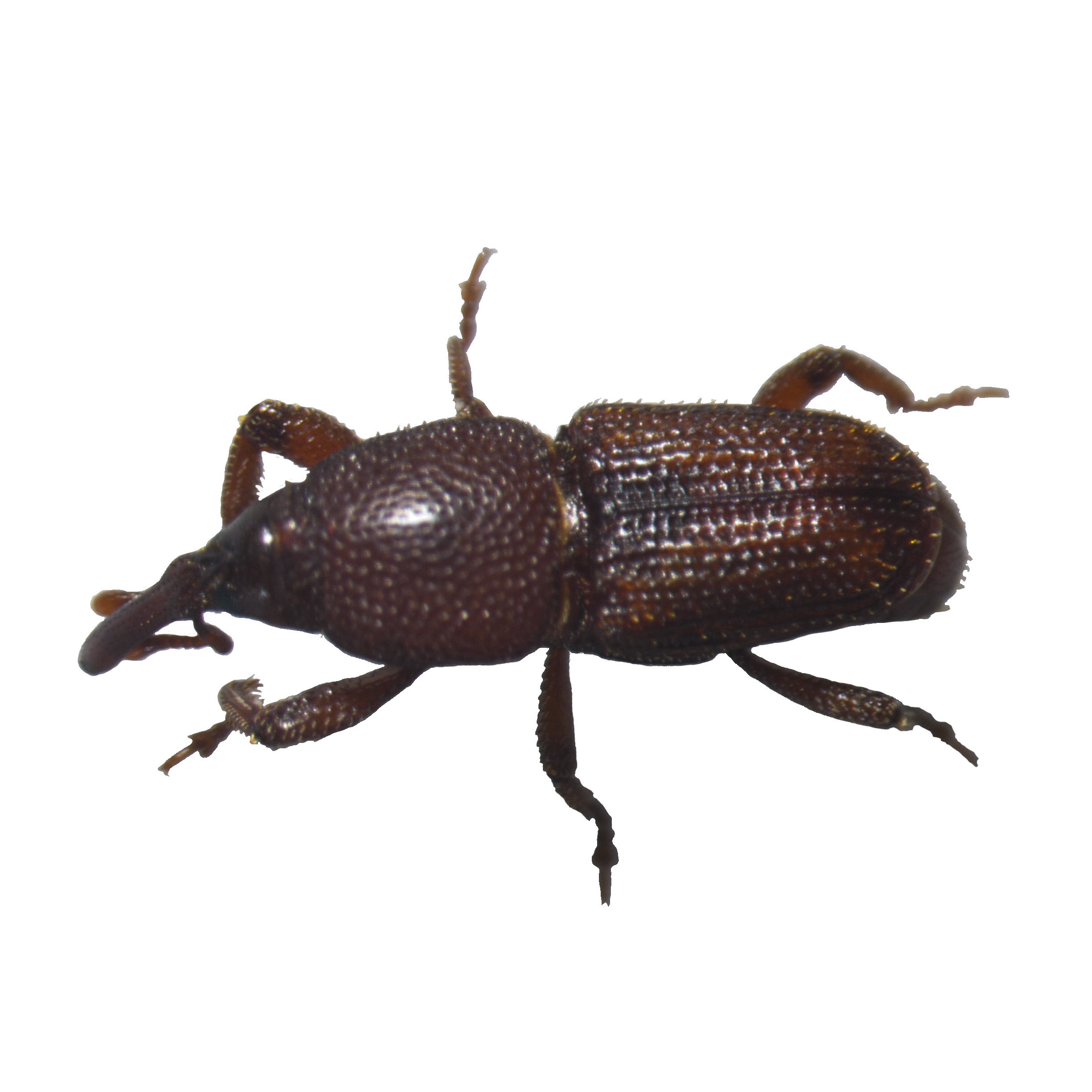 Sitophilus zeamais