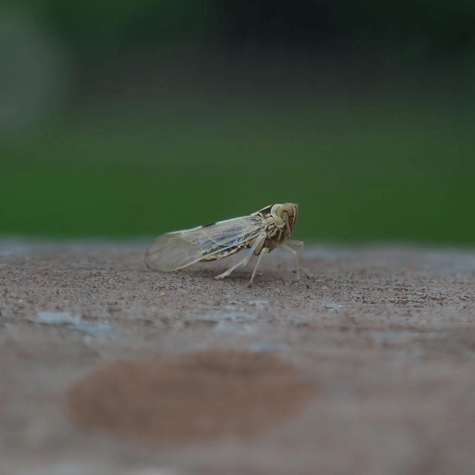 Sogatella furcifera