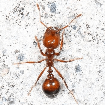 Solenopsis invicta