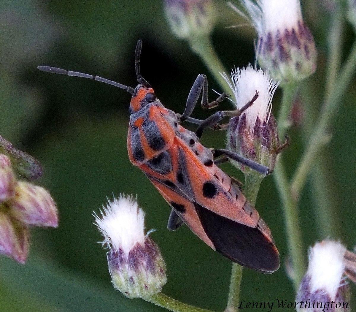 Spilostethus hospes