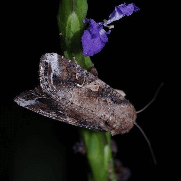 Spodoptera frugiperda