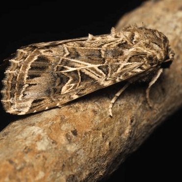 Spodoptera litura