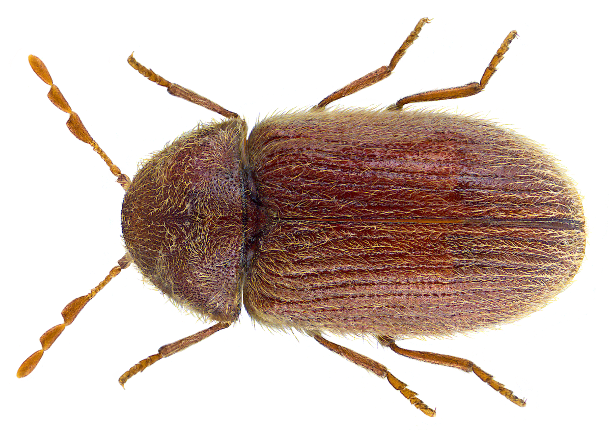 Stegobium paniceum
