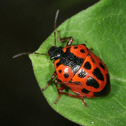 Stiretrus anchorago