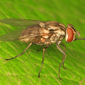 Stomoxys calcitrans