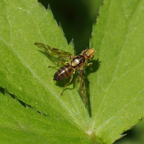 Strauzia intermedia