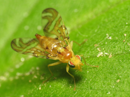 Strauzia longitudinalis