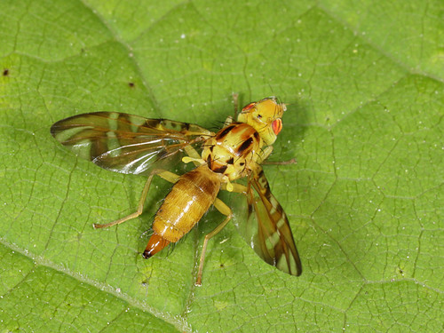 Strauzia vittigera
