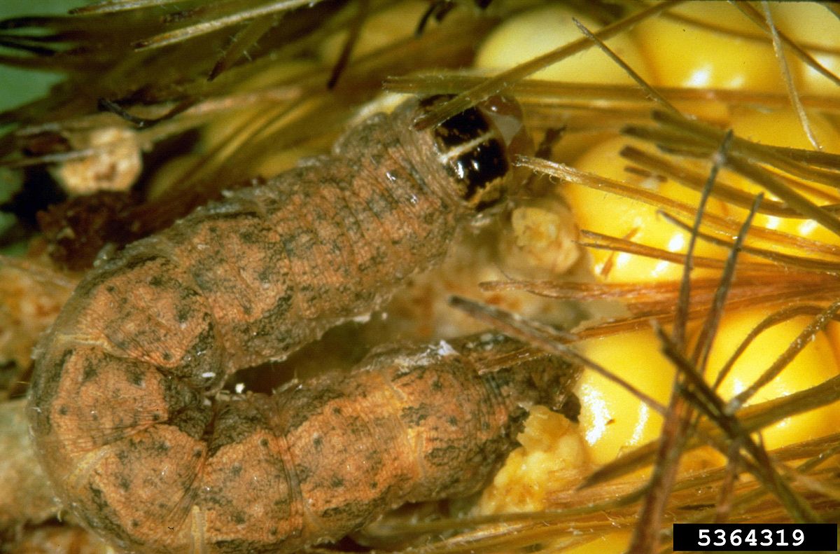 Striacosta albicosta