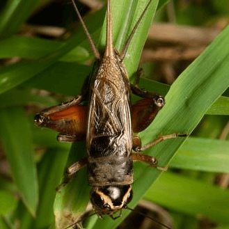 Teleogryllus occipitalis