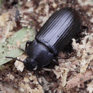 Tenebrio molitor