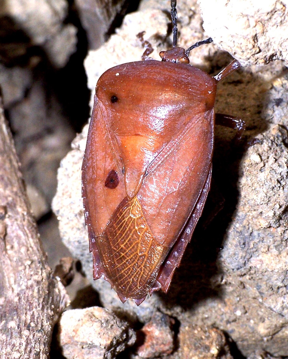 Tessaratoma papillosa