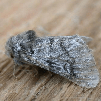 Thaumetopoea pityocampa