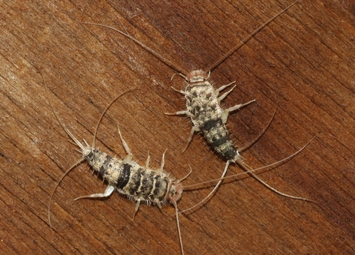 Thermobia domestica