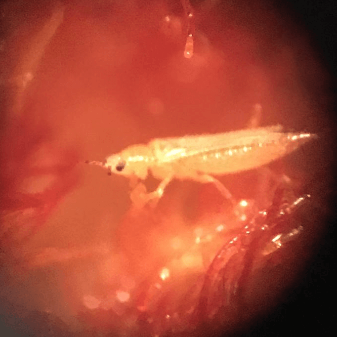 Thrips palmi