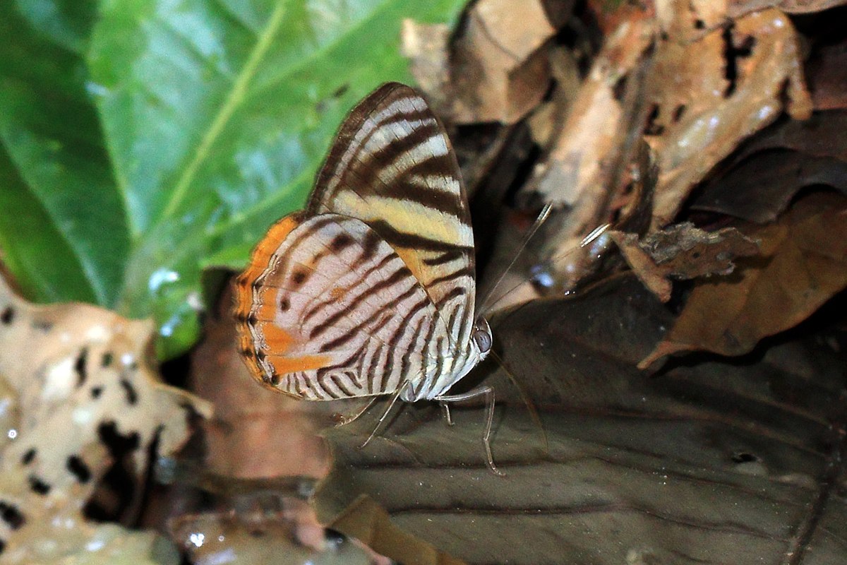 Tigridia acesta