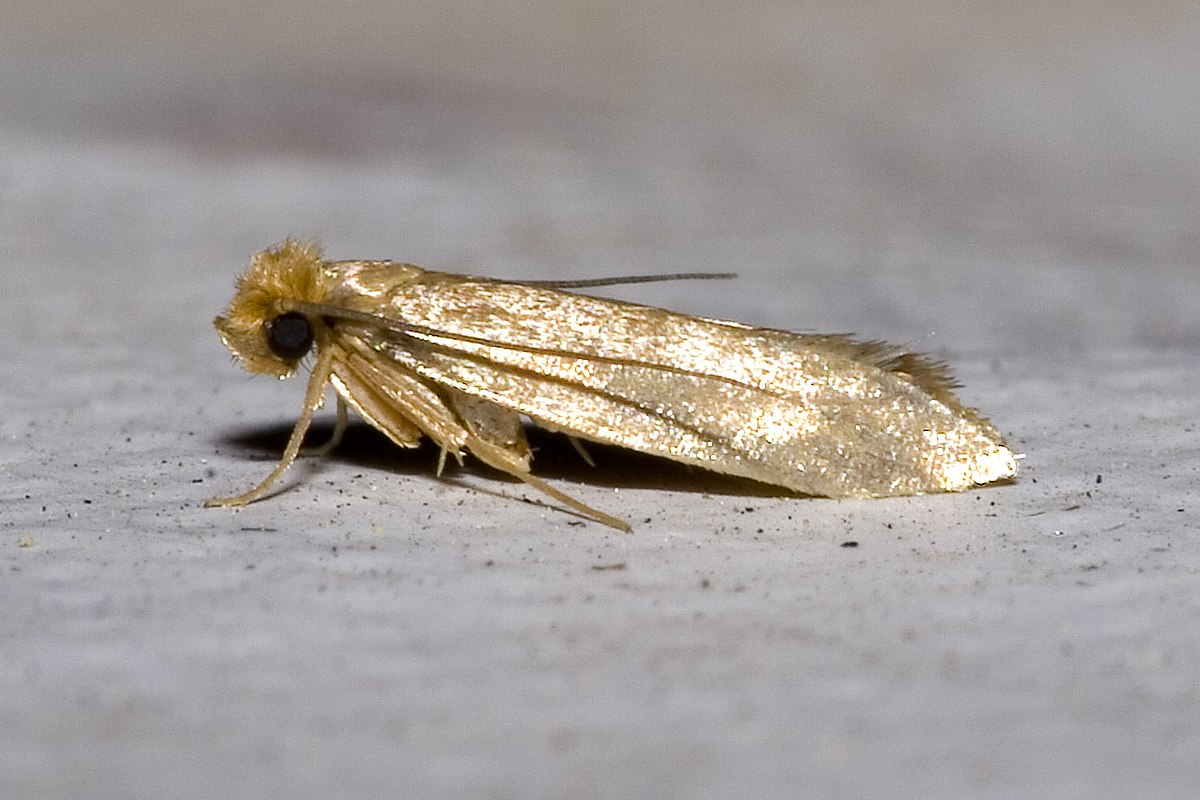 Tineola bisselliella
