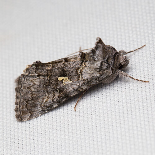 Trichoplusia ni