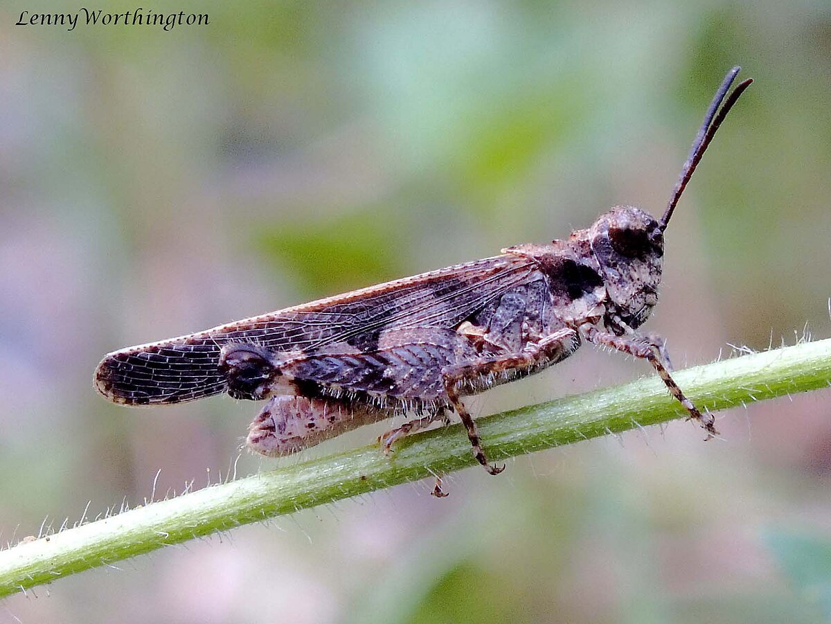 Trilophidia annulata