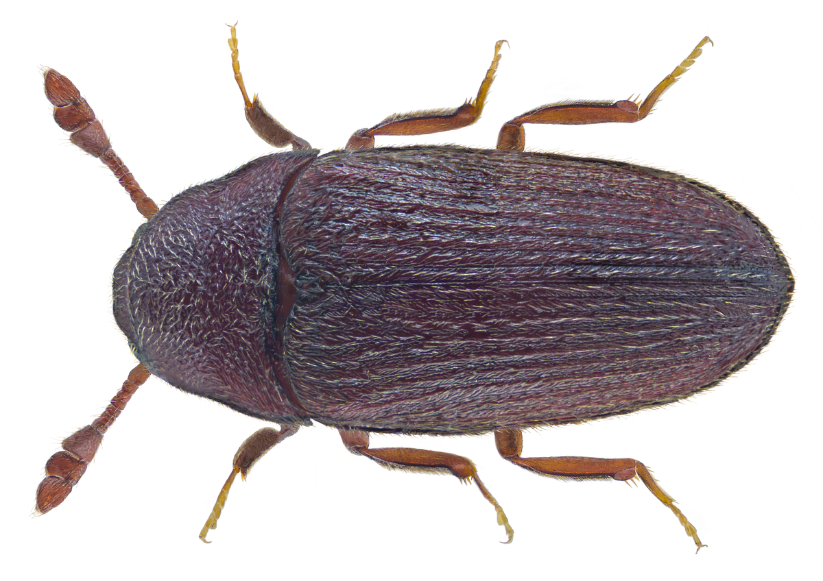 Trixagus dermestoides