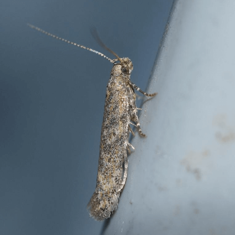 Tuta absoluta