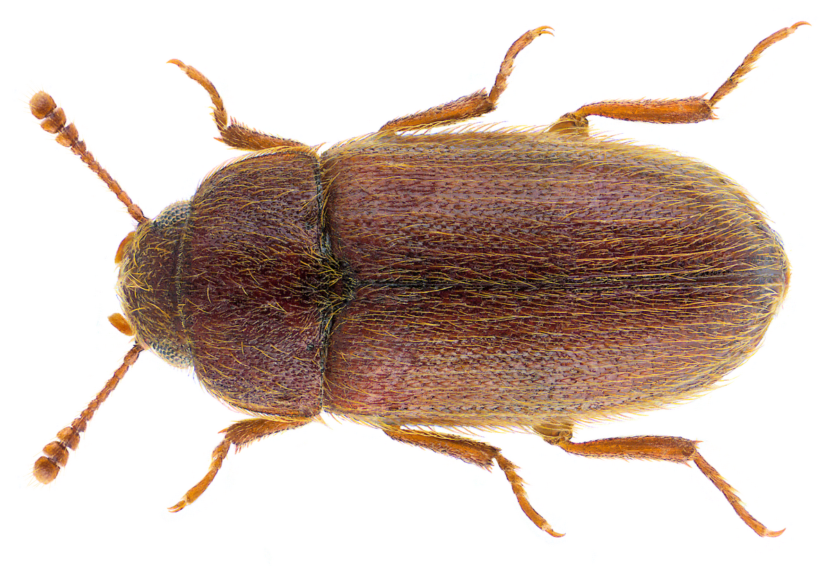 Typhaea stercorea