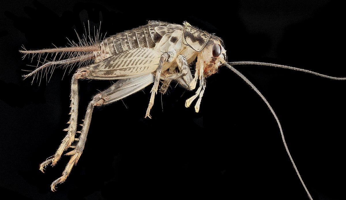 Velarifictorus micado