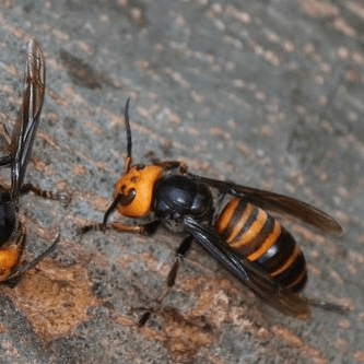 Vespa mandarinia