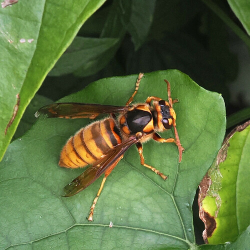 Vespa simillima