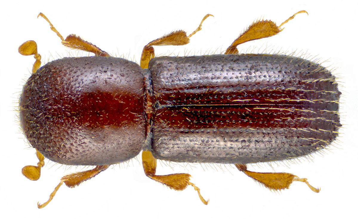 Xyleborinus saxesenii