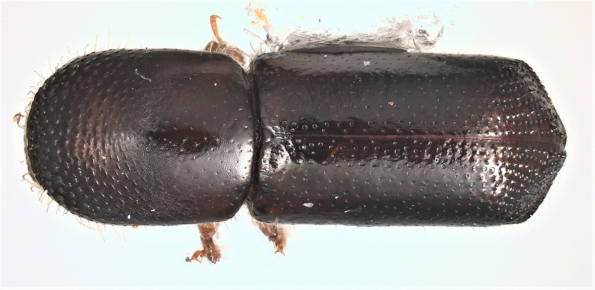 Xyleborus glabratus