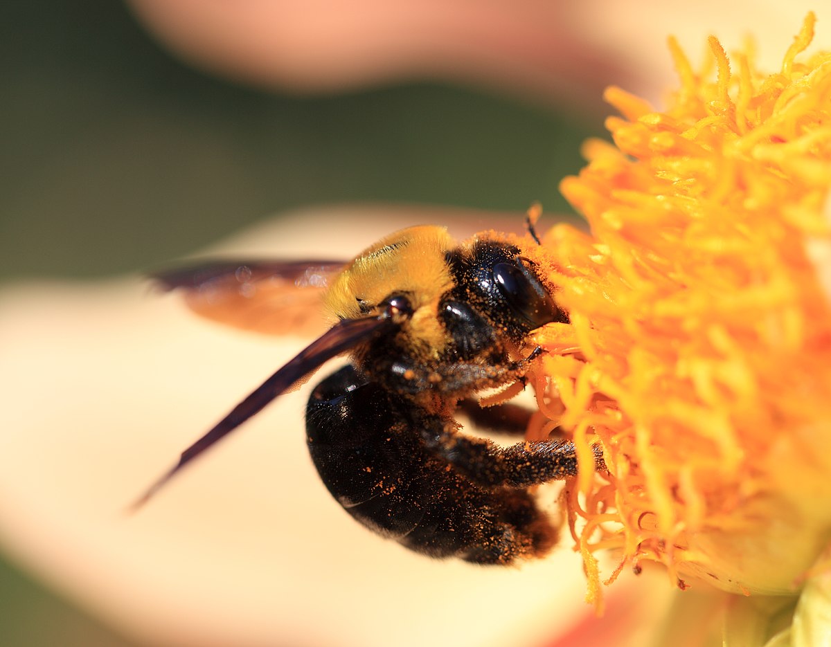 Xylocopa appendiculata
