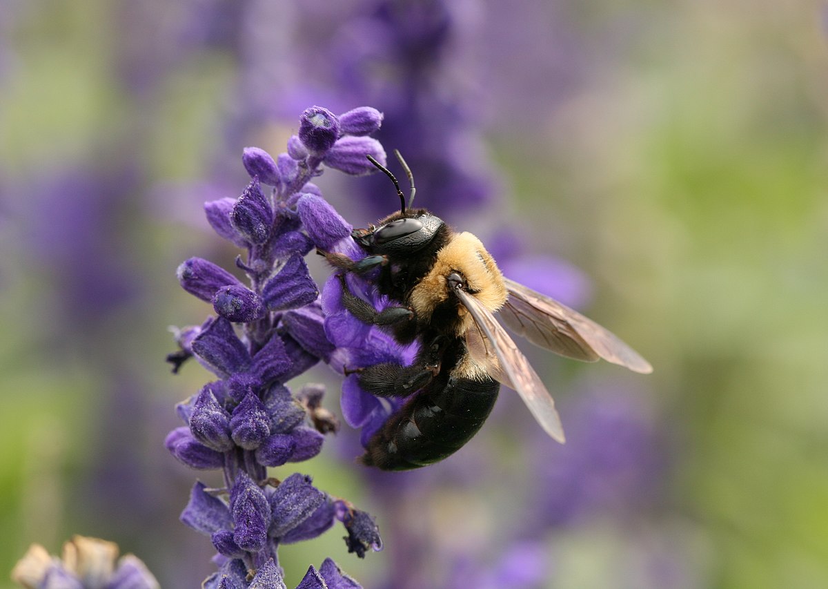Xylocopa virginica
