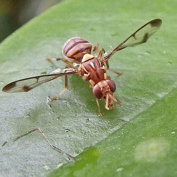 Zeugodacus cucurbitae