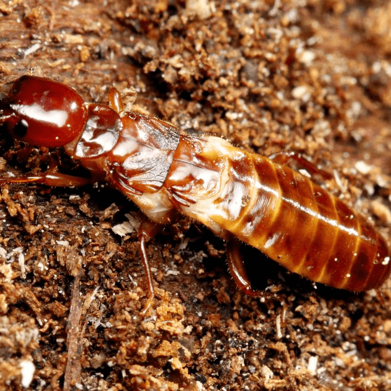 Zootermopsis nevadensis